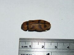 Temognatha martini