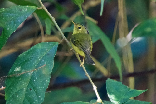 Bianchi's Warbler (Phylloscopus valentini), photo 7
