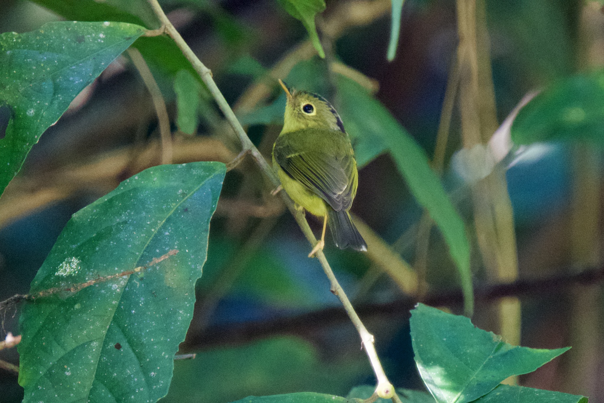 Bianchi's Warbler