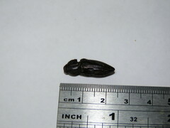 Chalcophorotaenia
