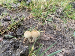 Protostropharia semiglobata