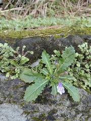 Mazus fauriei