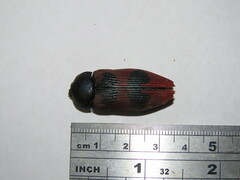 Temognatha bonvouloirii