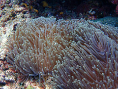 Heteractis magnifica