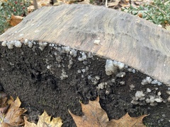 Myxarium nucleatum