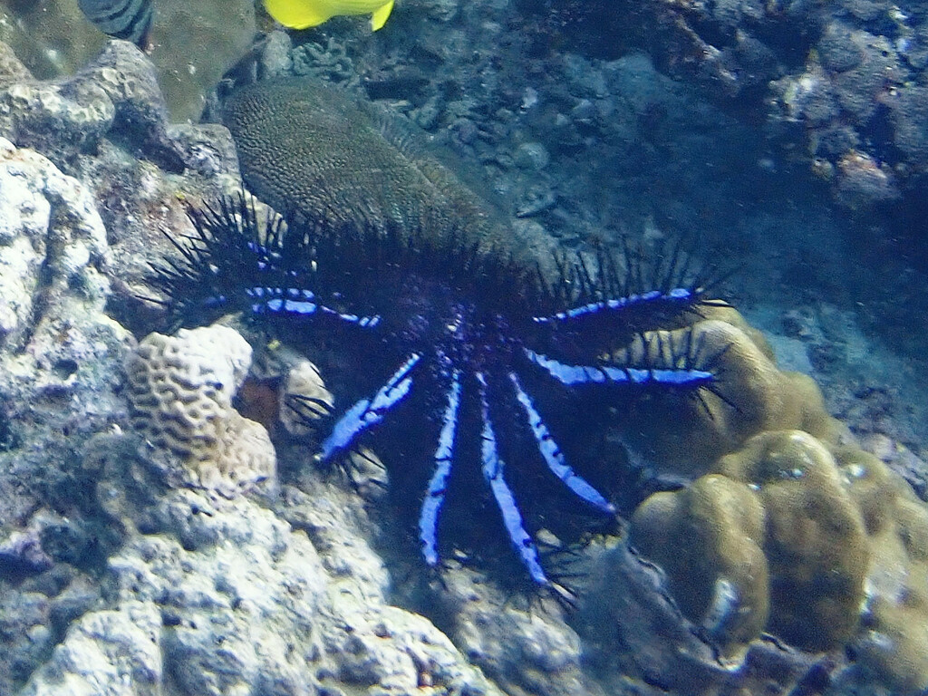 Crown-of-thorns