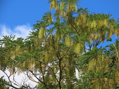 Alvaradoa amorphoides