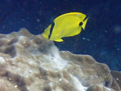 Chaetodon andamanensis