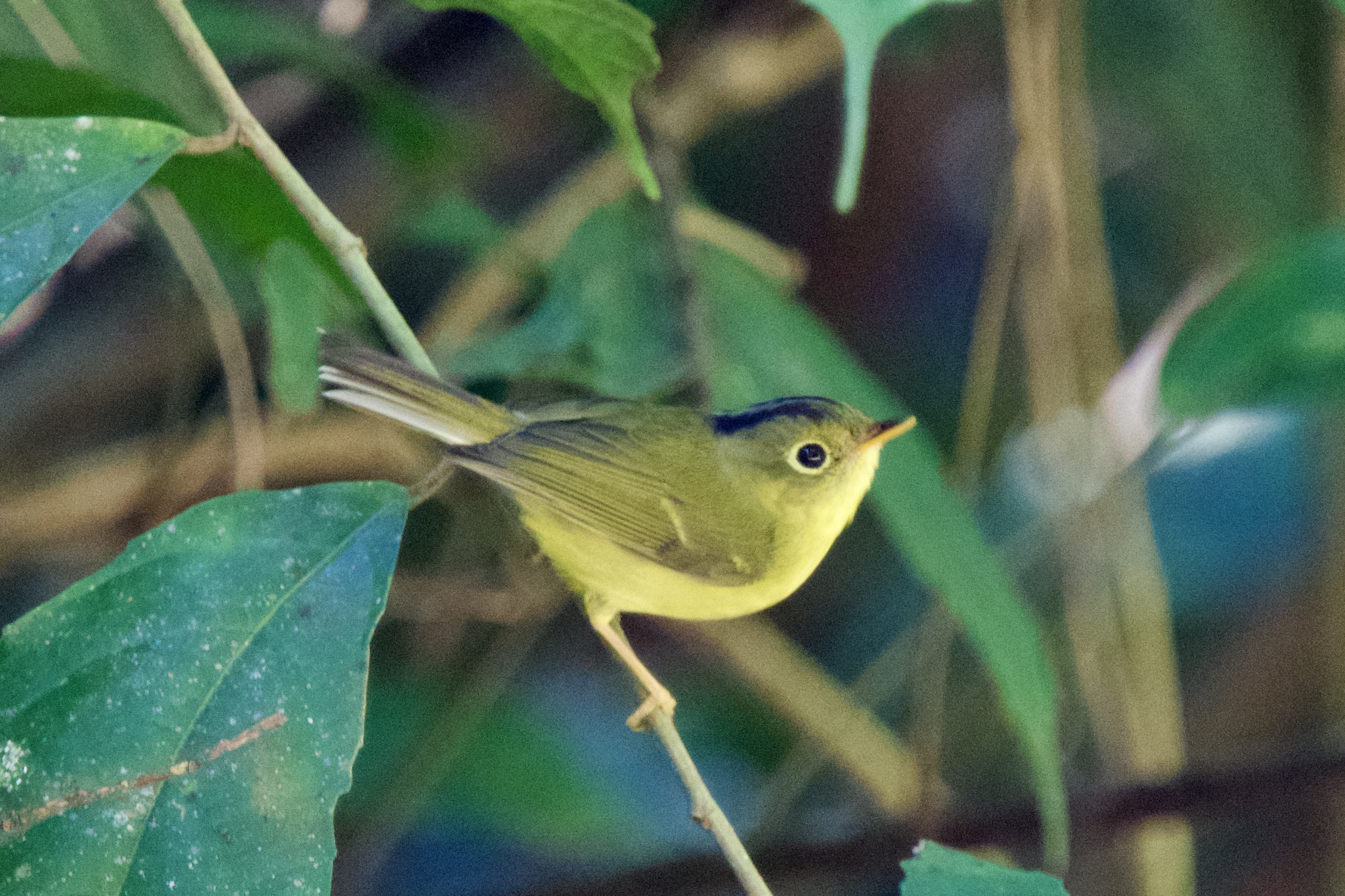 Bianchi's Warbler