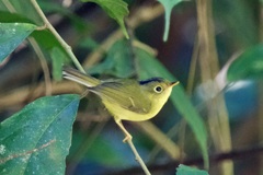 Phylloscopus valentini