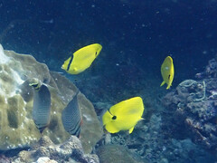 Chaetodon andamanensis