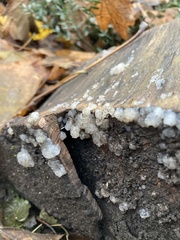 Myxarium nucleatum