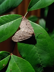 Lepidoptera