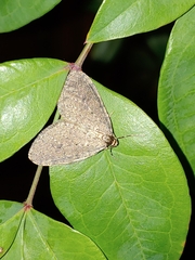 Lepidoptera