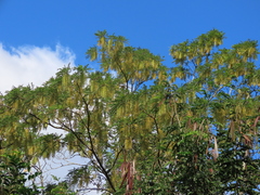 Alvaradoa amorphoides