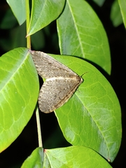 Lepidoptera