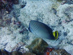 Chaetodon decussatus