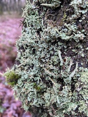 Cladonia polydactyla