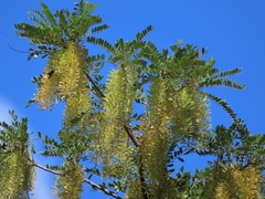 Alvaradoa amorphoides