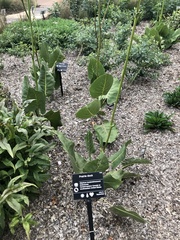 Silphium terebinthinaceum