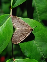 Lepidoptera