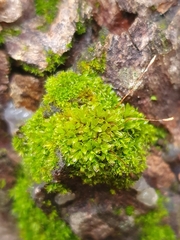 Syntrichia latifolia