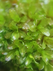 Syntrichia latifolia