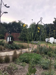 Silphium terebinthinaceum