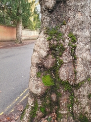 Syntrichia latifolia