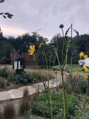 Silphium terebinthinaceum