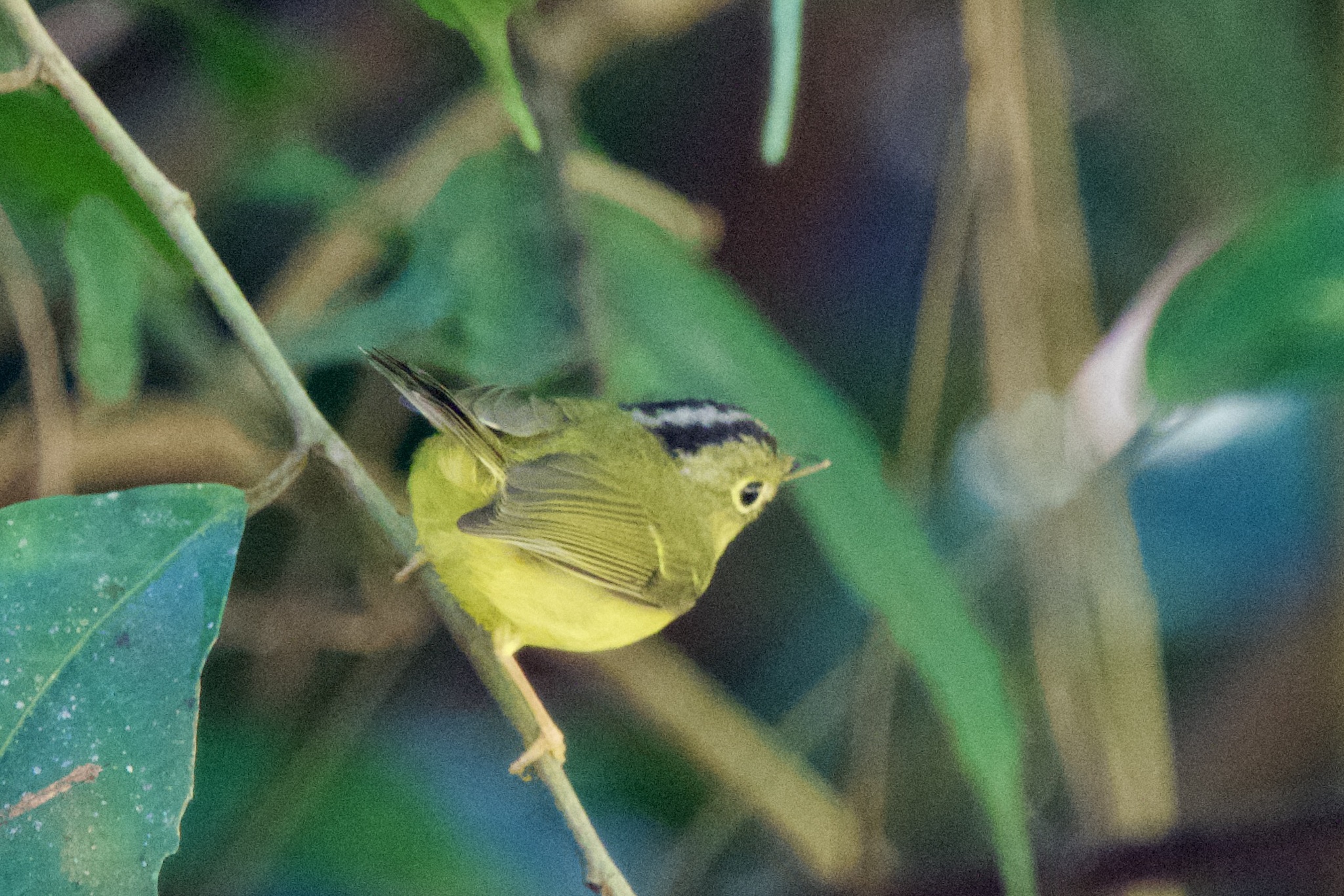 Bianchi's Warbler