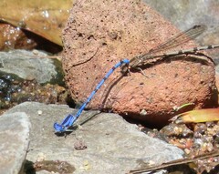 Argia elongata