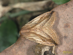Rivula striatura