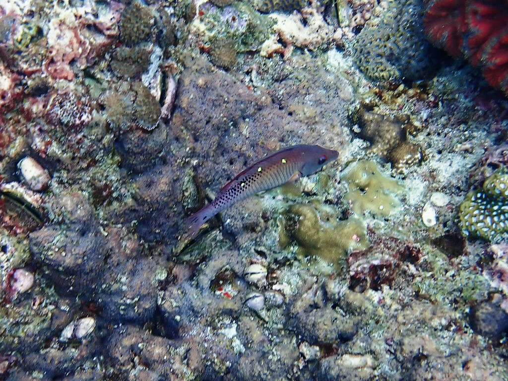 Diana's hogfish