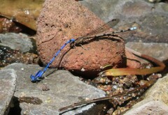 Argia elongata