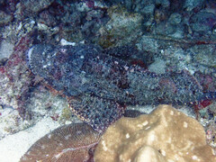 Scorpaenopsis oxycephalus