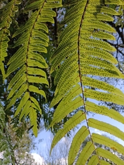 Gymnosphaera podophylla