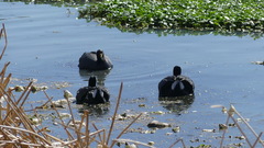Fulica ardesiaca