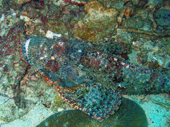 Scorpaenopsis oxycephalus
