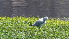 Chroicocephalus serranus