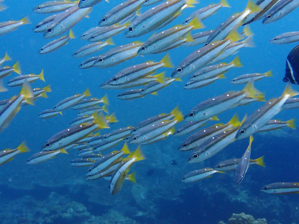 Twospot Snapper (Lutjanus biguttatus) — recorded at Hin Dot