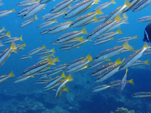 Twospot Snapper (Lutjanus biguttatus)