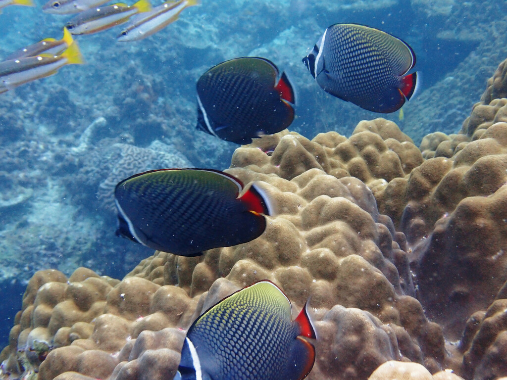 Red-tailed Butterflyfish (Chaetodon collare) — recorded at Mushroom Rock