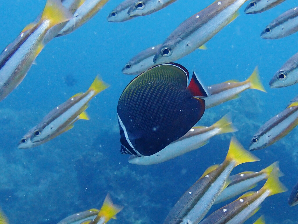 Brown butterflyfish (Chaetodon collare) — Chaetodontidae