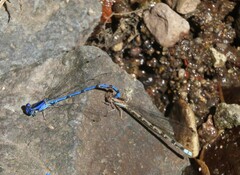 Argia elongata