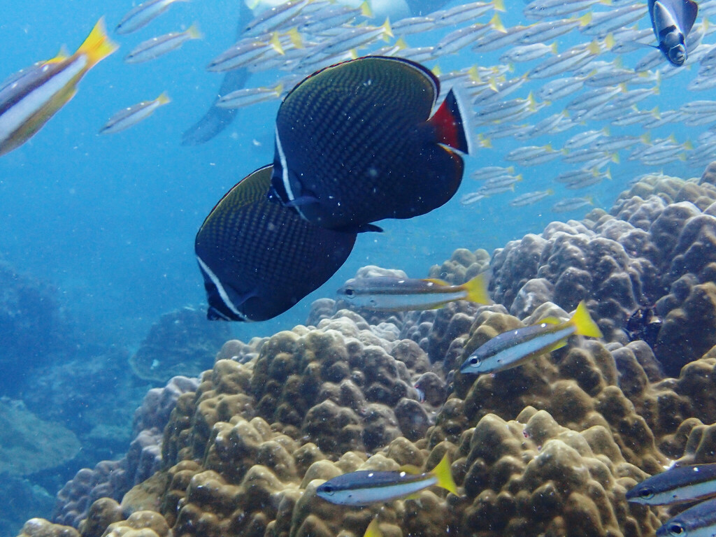 Red-tailed Butterflyfish (Chaetodon collare) — recorded at Turtle Rock