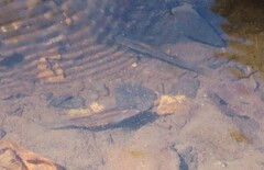 Poeciliidae