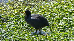 Fulica ardesiaca
