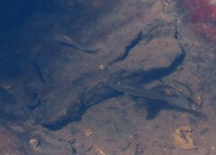 Poeciliidae