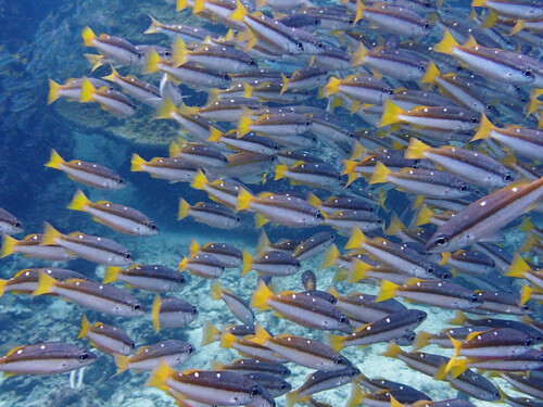 Twospot Snapper (Lutjanus biguttatus)